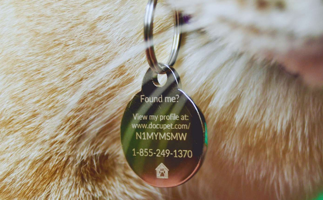 A Cat Wearing DocuPet Tag