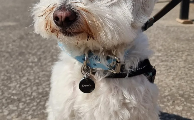 A Dog with Crumb Pet Tag
