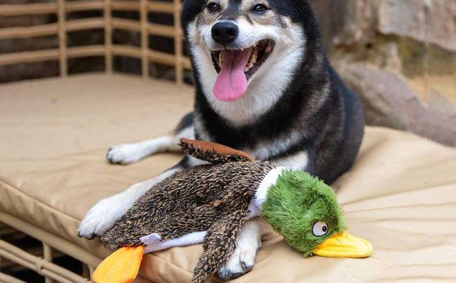 Brown Wild Duck Squeaky Dog Toy with Dog
