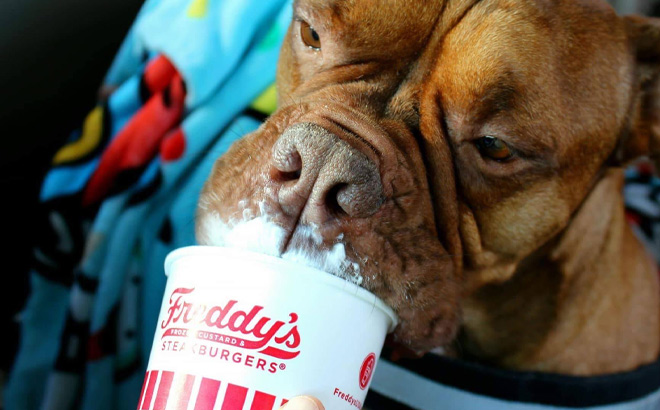 Freddys Frozen Custard Steakburgers Pup Cup