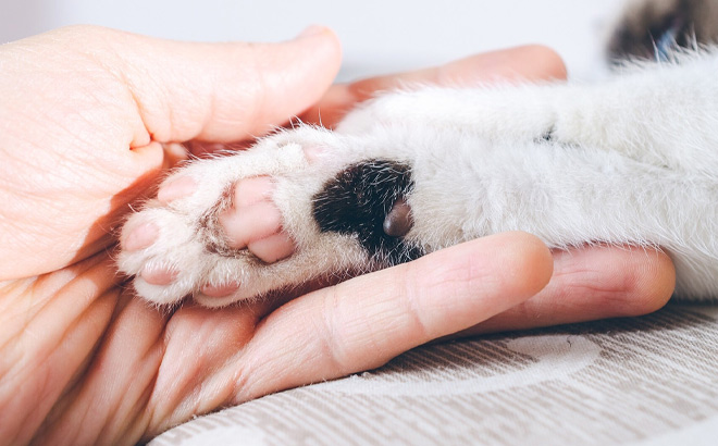 Human Hand holds Pet Paw